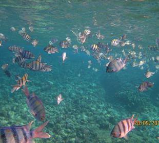 Mitten durch den Schwarm