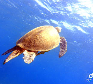 Schnorcheln Marsa Alam