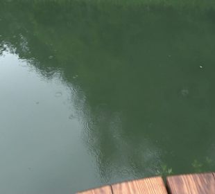 Forellenbächle Glacis Park