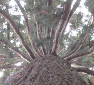 Bergmammutbaum von unten nach obern fotografiert