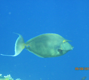 Kurznasendoktorfisch