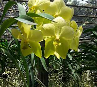 Orchideen der Sai Nam Phung Orchid Farm
