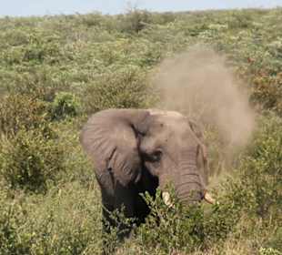 Im Nxai Pan NP Botswana