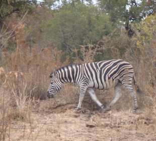 Zebra