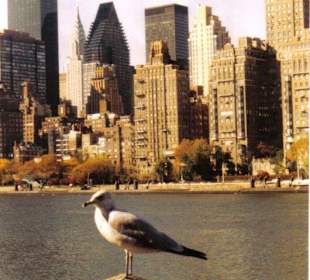 Blick von Roosevelt Island