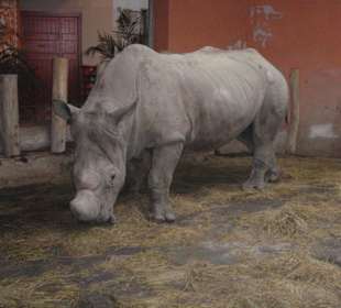 Nashorn