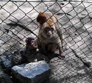 Wildpark Altenfelden