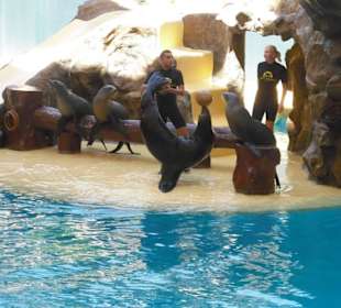 Seelöwen show