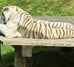 Kameltheater & Weißer Hof
