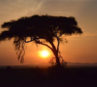 Sonnenaufgang Amboseli