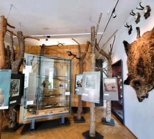 Von der Jagd bis zur Wilderei