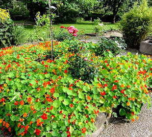 Impressionen aus dem Interkulturellen Garten