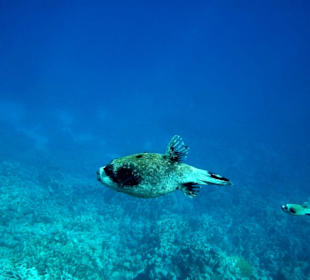 Schnorcheln Makadi Bay