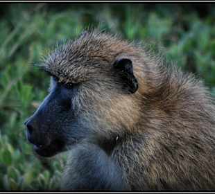 W małpim gaju.. myśliciel 