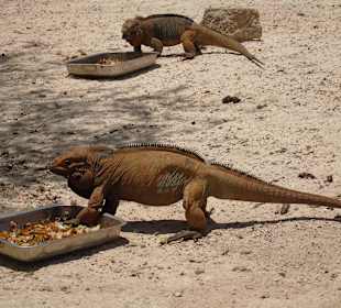 Leguane in der Parkanlage