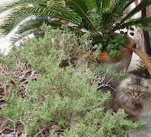 In einem der schmalen Gässchen