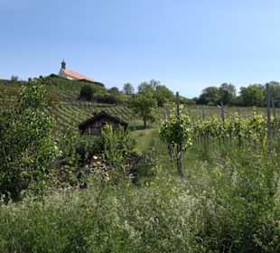 Früchtetrauf - Wurmlinger Kapellenwegle