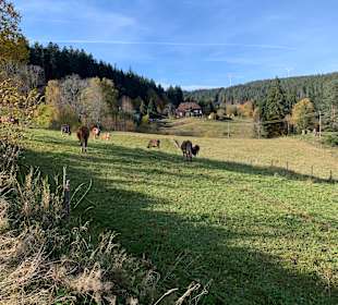 Wandern Schramberg