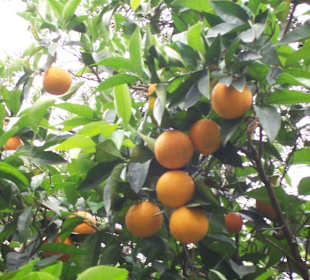 Orangen Baum im Lemon Garten