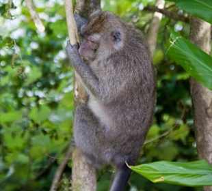 Wilder Affe am Grand Bassin