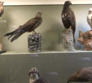 Naturhistorisches Museum