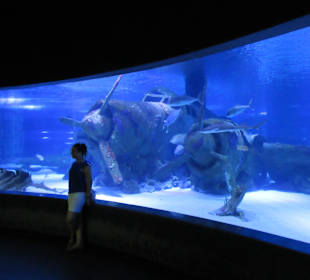 Внутри океанариума