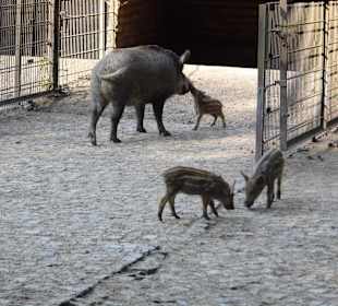 WildparkImpression September 2013