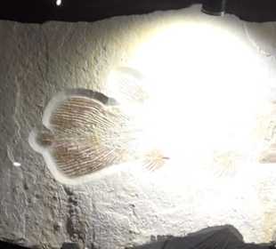 Dinosaurier Museum Altmühltal