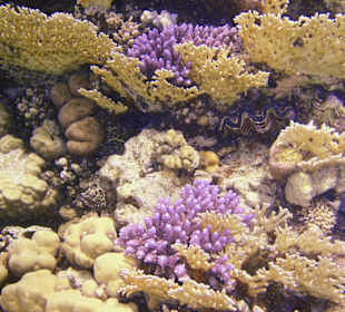 Podwodne życie w Abu Dabab