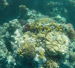 Schnorcheln Makadi Bay