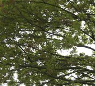 Japangarten Stuttgart