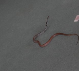 Die Schlangen sammeln fleißig Bares