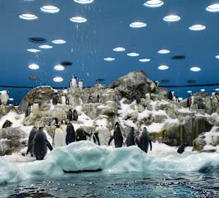 Loro Parque Planet Pinguin