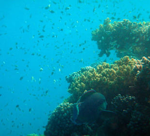 Hotel Lahami Bay Hausriff