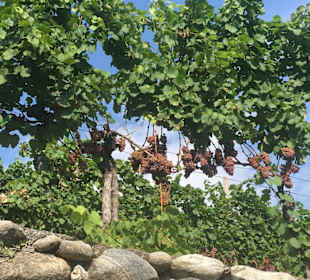 Weintrauben am Wegesrand