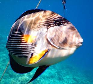 Schnorcheln Makadi Bay