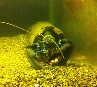 EinblauerLobster