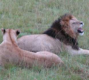 Was für eine Mähne