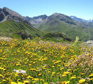 Sommerblumen am Rüfikopf (2350 m)