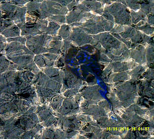 Schnorcheln Marsa Alam