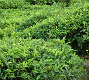 Hochland von Sri Lanka