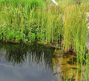 Rundgang durch den Kräuterlehr- und Schaugarten