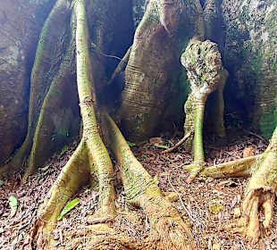 Parque Natural Obô do Príncipe
