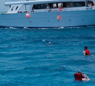 Delphintour mit Alex Hurghada