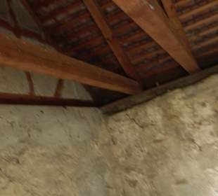 Naturdenkmal Lutherlinde