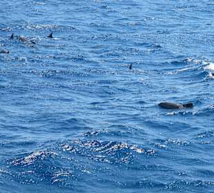 Große Familie (Juni 2011)