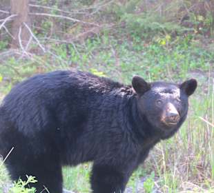 ......Achtung....immer im Fahrzeug bleiben...