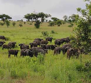 Safaris in selous