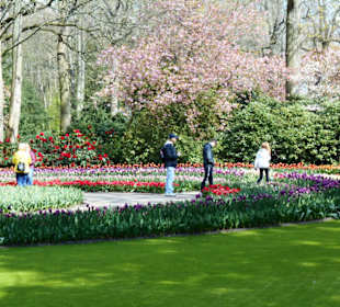 Blumenpracht im Keukenhof