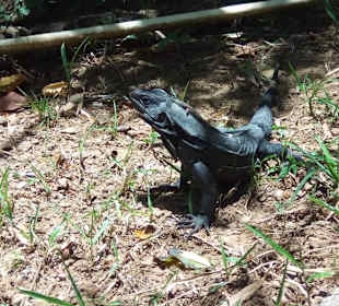 Leguan im Park